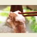 画像4: 【29の日★祭り】北海道真狩村産 ハーブ豚バラしゃぶ用(500g) (4)